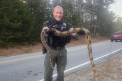 8-foot boa constrictor found wandering loose in Maine