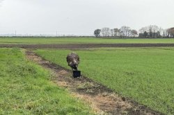British police ask public to stop chasing loose emu