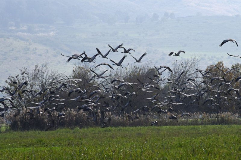 Migrating cranes fly in the Hula Valley Nature Reserve where 6,000 cranes have died from H5N1 type Avian Influenza, bird flu, on Sunday, January 2, 2022. Photo by Debbie Hill/UPI