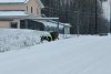 Deer wearing high-visibility vest seen wandering British Columbia town