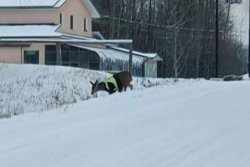 Deer wearing high-visibility vest seen wandering British Columbia town