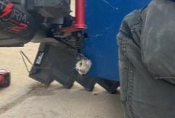 Kitten stuck in dumpster rescued using 'heavy machinery'