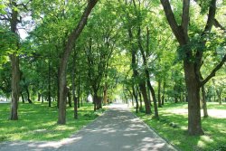 Most urban cities lack enough trees to cool, calm residents