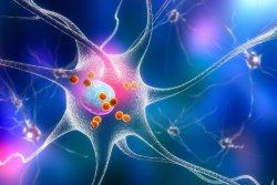 New study gives clues to how brain 'refreshes' memories