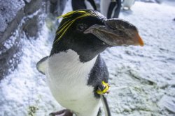 North America's oldest macaroni penguin turns 40
