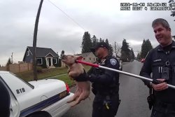 'Notorious P.I.G.' leads animal control officers on hoof chase in Washington