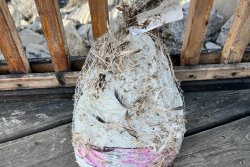 Officials: Don't brine your turkey in the Great Salt Lake