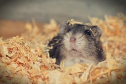 Plane grounded for four days when 132 hamsters escape on board