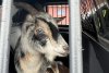 Two goats 'detained' after being caught chasing pedestrians